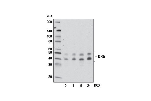 Death Receptor Antibody Sampler Kit