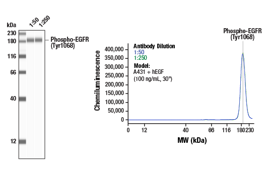 Phospho-EGF Receptor (Tyr1068) (D7A5) XP ®  Rabbit mAb