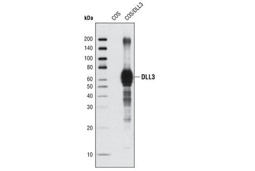 Notch Receptor Interaction Antibody Sampler Kit