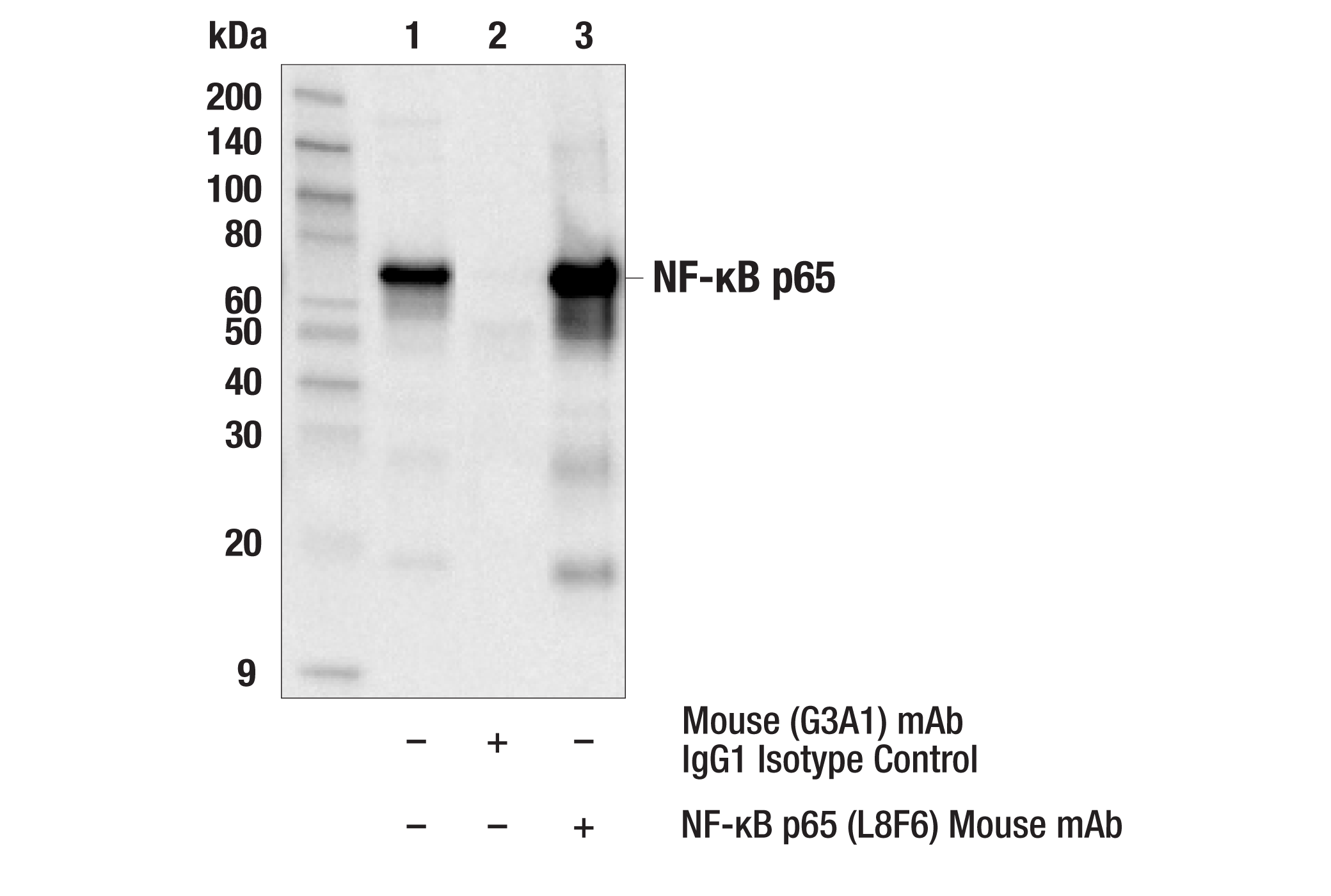 NF-kappaB Family Member Antibody Sampler Kit