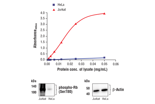 FastScan™ Phospho-Rb (Ser780) ELISA Kit