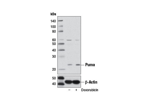 Pro-Apoptosis Bcl-2 Family Antibody Sampler Kit