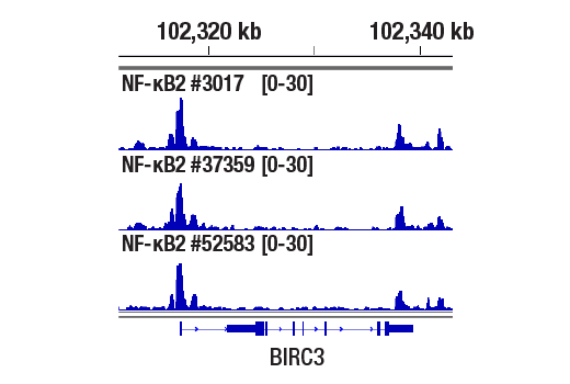 NF-kappaB Family Member Antibody Sampler Kit