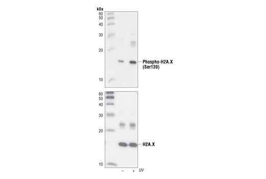 Phospho-Histone H2A.X (Ser139) (20E3) Rabbit mAb