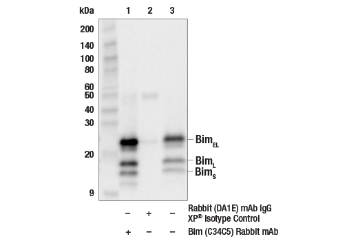 Pro-Apoptosis Bcl-2 Family Antibody Sampler Kit