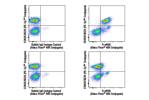 FcgammaRIIB (D8F9C) XP® Rabbit mAb (Alexa Fluor® 488 Conjugate)
