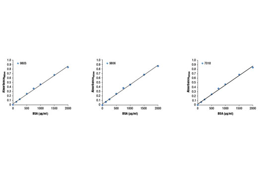 BCA Protein Assay Kit