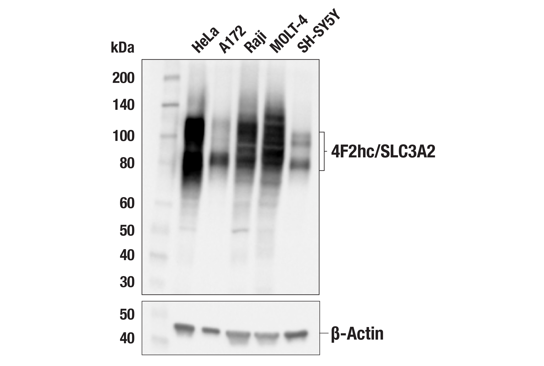 4F2hc/SLC3A2 (D5U4G) XP ®  Rabbit mAb