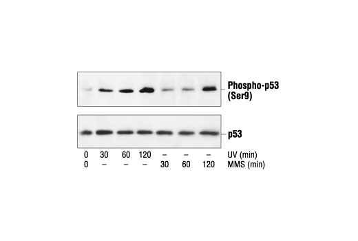 p53 Antibody Sampler Kit