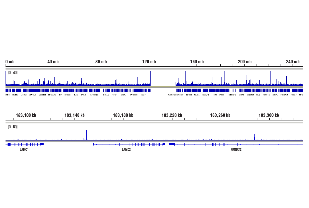 NF-kappaB Pathway Antibody Sampler Kit