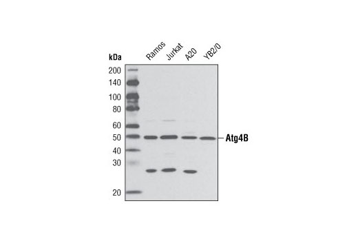 Atg4B Antibody