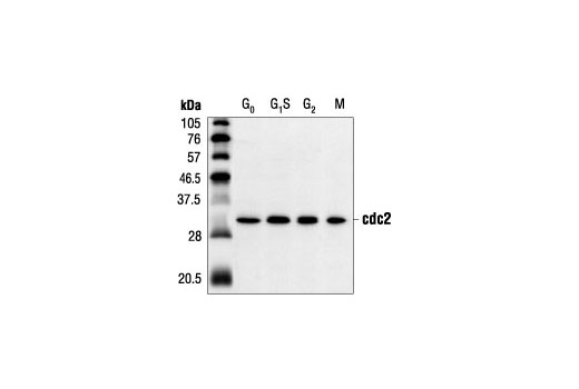 CDK Antibody Sampler Kit