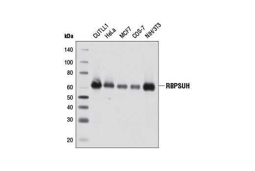 RBPSUH (D10A4) XP ®  Rabbit mAb