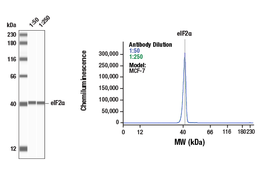 ER Stress-induced Autophagy Antibody Sampler Kit
