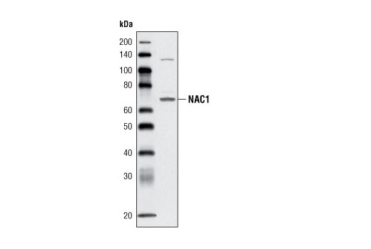 NAC1 Antibody