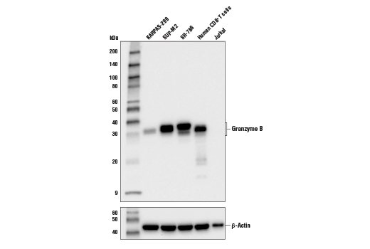 Granzyme B (D2H2F) Rabbit mAb (BSA and Azide Free)