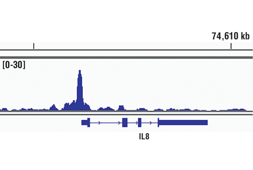 NF-kappaB Pathway Antibody Sampler Kit