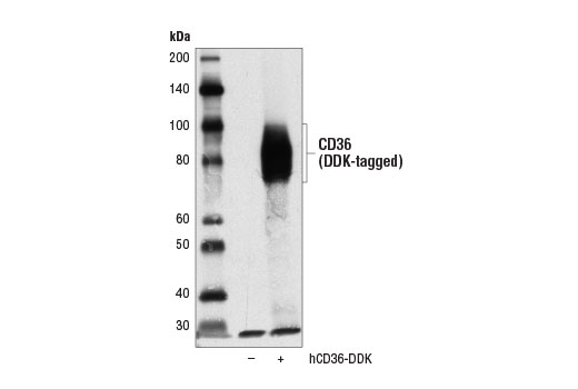 CD36 (D8L9T) Rabbit mAb