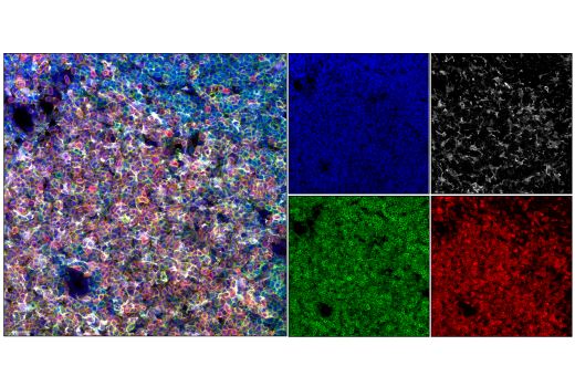 CD3 (17A2) Rat mAb (redFluor™ 710 Conjugate)