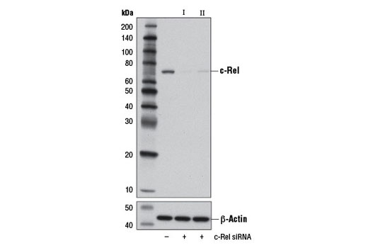 c-Rel (D4Y6M) Rabbit mAb