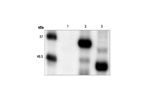 Myc-Tag Antibody