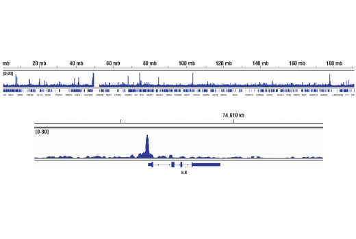 NF-kappaB Pathway Antibody Sampler Kit