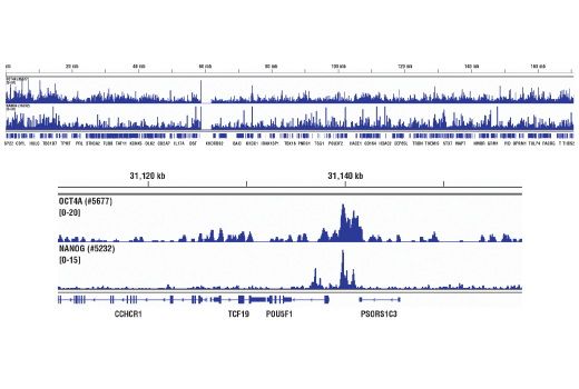 Nanog (D73G4) XP ®  Rabbit mAb (ChIP Formulated)