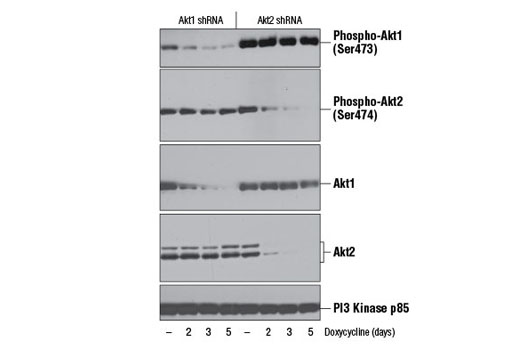 Phospho-Akt Isoform Antibody Sampler Kit