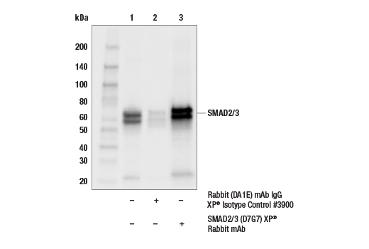 SMAD2/3 Antibody Sampler Kit