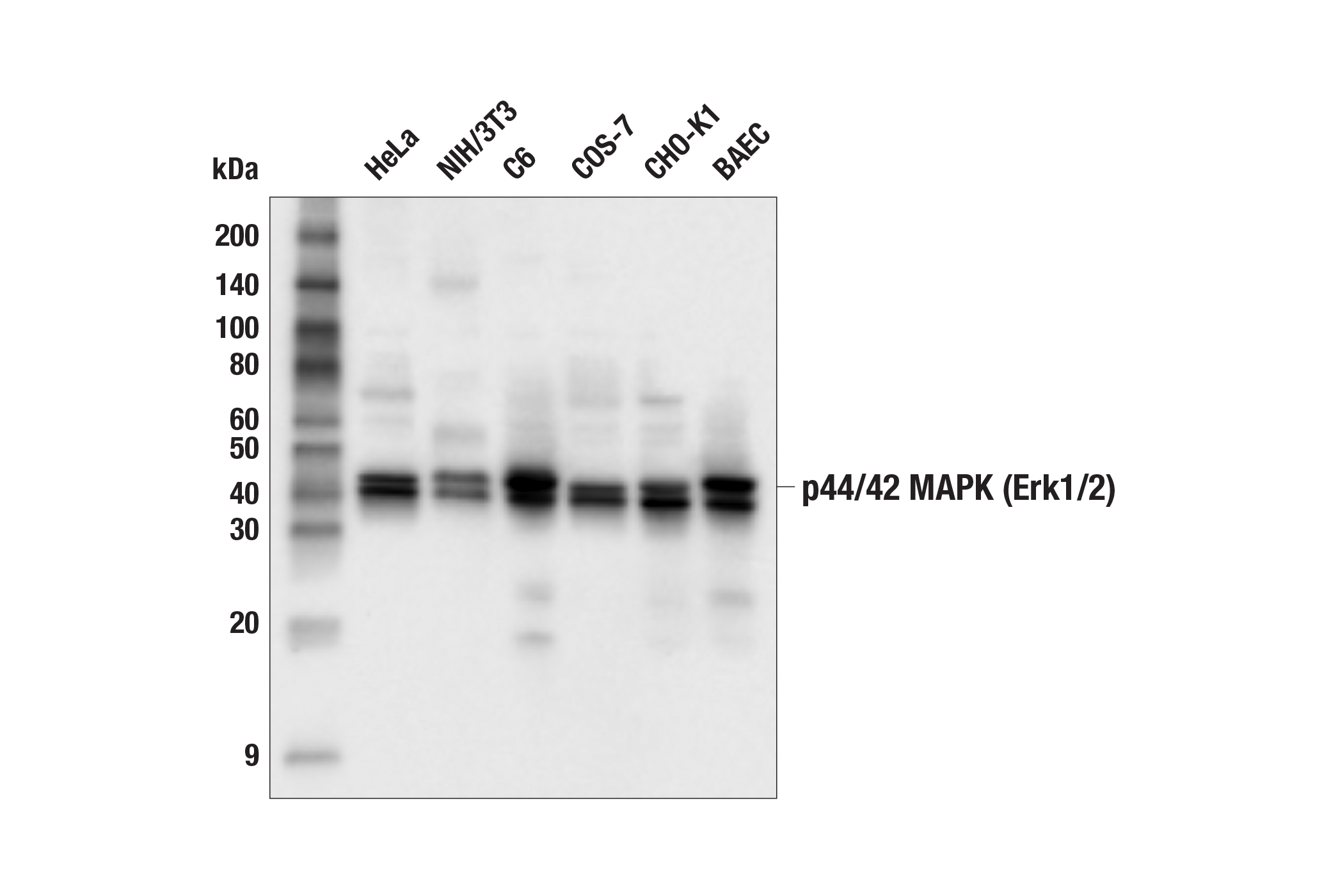 p44/42 MAPK (Erk1/2) Antibody