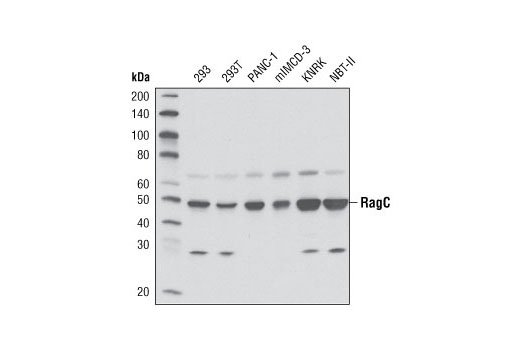 mTOR Regulation Antibody Sampler Kit
