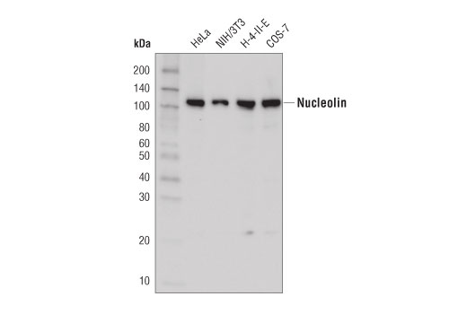 Nucleolin (D4C7O) Rabbit mAb (HRP Conjugate)