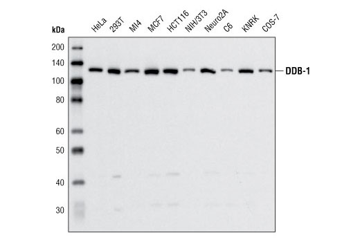 DDB-1 Antibody