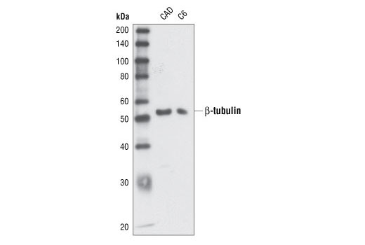 beta-Tubulin Antibody