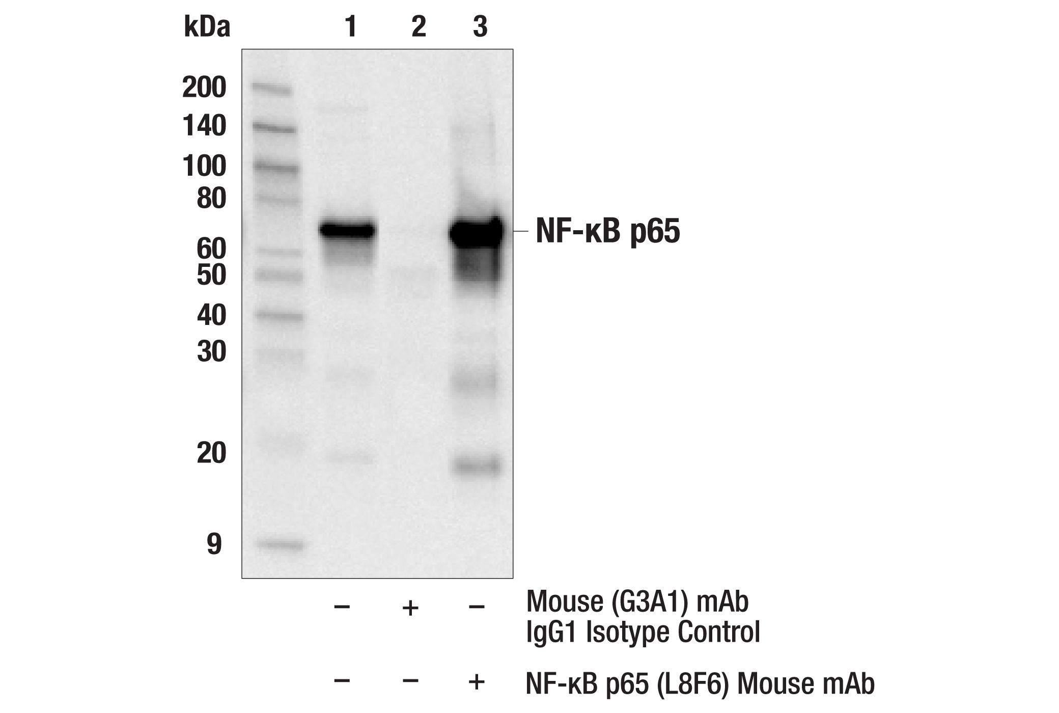 NF-kappaB Family Member Antibody Sampler Kit