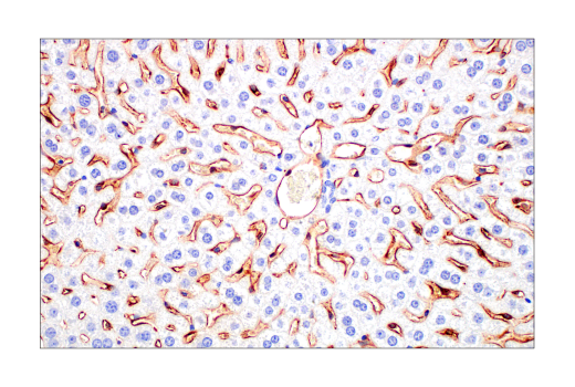 SignalStain ®  Boost IHC Detection Reagent (HRP, Goat)