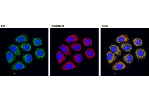 Pro-Apoptosis Bcl-2 Family Antibody Sampler Kit