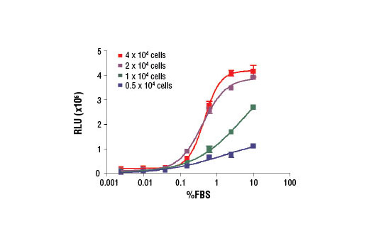 BrdU Cell Proliferation Chemiluminescent Assay Kit