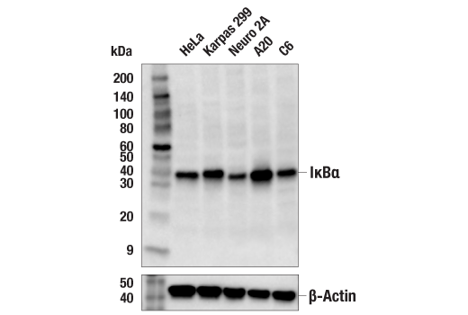 IkappaBalpha Antibody