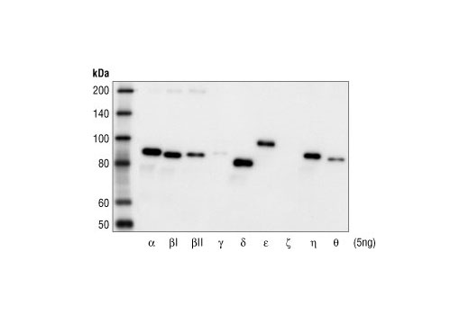 Phospho-PKC (pan) (betaII Ser660) Antibody