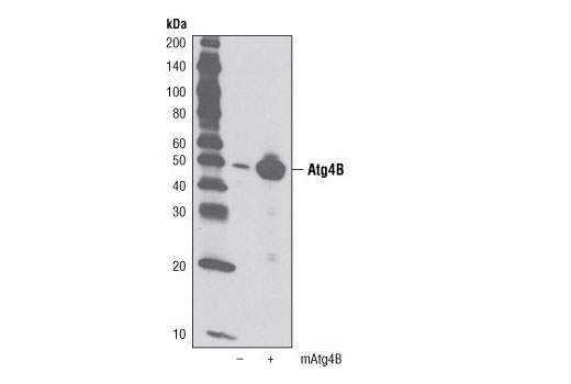 Atg4B Antibody