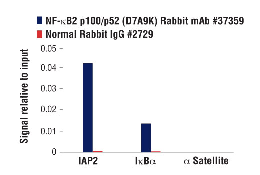 NF-kappaB Family Antibody Sampler Kit II