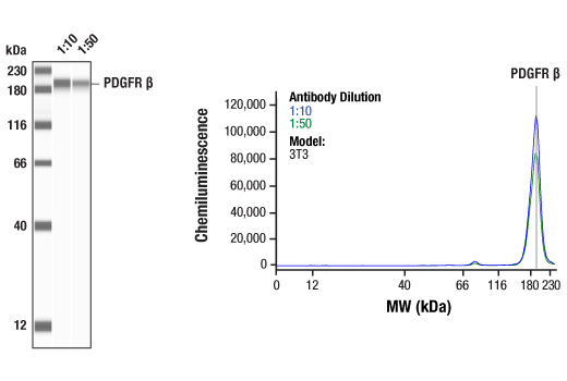 Cancer Associated Fibroblast Marker Antibody Sampler Kit