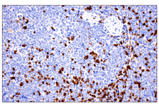 Mouse Immune Cell Phenotyping IHC Antibody Sampler Kit