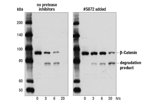 Protease/Phosphatase Inhibitor Cocktail (100X)