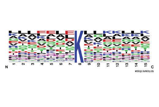 PTMScan ®  Pilot Acetyl-Lysine Motif [Ac-K] Kit