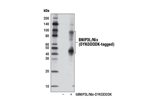 Mitophagy Antibody Sampler Kit