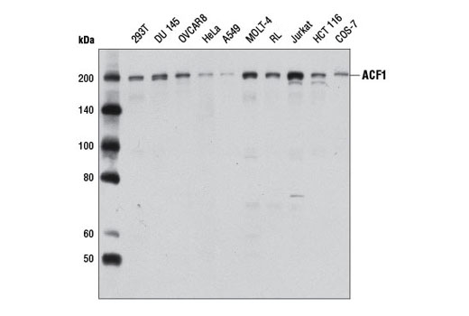 ACF1 Antibody