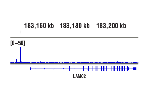 NF-kappaB Pathway Antibody Sampler Kit