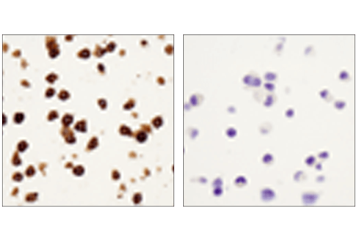 Mouse Immune Cell Phenotyping IHC Antibody Sampler Kit